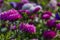 Autumn flowers. Pink asters under the sun