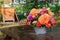 Autumn flowers: roses, asters, dahila in the garden on a wooden table. Floristic design. Sunny day