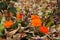 Autumn flowers and withered leaves