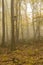 Autumn foggy forest with bird booth