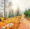 Autumn foggy landscape with pinetrees and larches in mountains