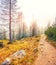 Autumn foggy landscape with pinetrees and larches in mountains