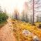 Autumn foggy landscape with pinetrees and larches in mountains