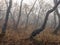 Autumn foggy morning, the region of the Vachkazhets mountain range. Kamchatka Peninsula, Russia