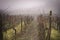 Autumn foggy vineyard