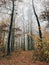 Autumn foggy woods with fall leaves in cold morning. Mist in autumn forest with yellow leaves. Tranquil moment. Atmospheric