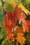 Autumn foliage of Acer saccharum (sugar maple or rock maple).