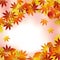 Autumn foliage background