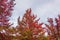 Autumn foliage background. Red canopy leaves on tree