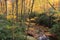 Autumn Foliage Blue Ridge Appalachian Mountains NC