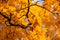 Autumn foliage  on the branches against the evening sky