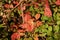 Autumn Foliage On Forest Floor