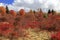 Autumn Foliage at Graveyard Fields