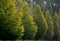 Autumn foliage of a hedge trimmed hornbeam fence in the park. The natural growth of the egg-shaped adult trumpet in an alley in au