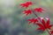 Autumn foliage , Japanese Red maple tree leaves, Acer palmatum, on blured background
