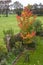 Autumn foliage, little maple tree in garden