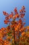 Autumn foliage, maple tree with red leaves