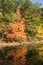 Autumn Foliage in Massachusetts in Harold Parker State Park, Andover MA