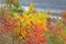 Autumn Foliage At Perrot State Park - Wisconsin