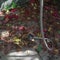 Autumn foliage and shower hose