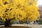 Autumn-foliage special feature, large yellow gold Ginkgo biloba tree leaves in The University of Tokyo in japan