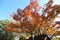 Autumn-foliage special feature, maples in japan
