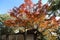 Autumn-foliage special feature, maples in japan