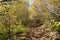 Autumn foliage surrounds the Hamilton Mountain hiking trail in Beacon Rock State Park, Washington, USA