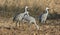 Autumn Foraging Sandhill Cranes