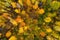 Autumn forest from above. Colorful forest aerial view. Fall nature. Scenic yellow trees in woodland. Top view on beautiful colored