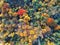 Autumn forest aerial view. Multicolored fall trees in city park. Beautiful colorful seasonal foliage. Autumnal vibrant riot of