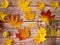 Autumn forest background. Maple leaves., poppy head, apple. Season colorful leaves.