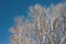 Autumn forest background, silhouette bare branches and tree trunk against