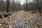 Autumn forest with bare trees and fallen foliage beneath them. Cloudy rainy day.