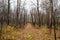 Autumn forest with bare trees and fallen foliage beneath them. Road.