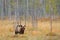 Autumn forest with bear alone cub. Beautiful lost baby brown bear walking around lake with autumn colours. Dangerous animal in nat