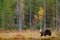 Autumn forest with bear. Beautiful brown bear walking around lake with autumn colours. Dangerous animal in nature forest and