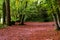 Autumn forest with beautiful goden foliage, France