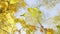 Autumn forest beauty. Autumn bright yellow birch leaves.
