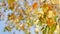 Autumn forest beauty. Autumn bright yellow birch leaves.