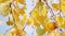 Autumn forest beauty. Autumn bright yellow birch leaves.