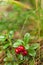 Autumn forest berries, lingonberry branch, fresh antioxidant food