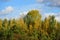 Autumn forest with blue sky and clouds in Austria