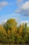 Autumn forest with blue sky and clouds in Austria