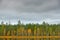 Autumn forest with blue sky and white clouds. Autumn trees in the Finland forest. Fall landscape with trees. Birch trees with pine