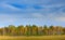 Autumn forest with blue sky and white clouds. Autumn trees in the Finland forest. Fall landscape with trees. Birch trees with pine