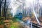 Autumn forest with a blue train, sunny clear day and lens flare