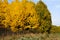 Autumn forest bordering the green field on a Sunny day.