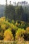 Autumn forest with bright birch trees