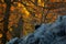 Autumn forest with Chamois on the hill, orange trees in background, Studenec hill, Czech Republic. Wildlife scene with animal